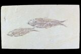 Pair Of Detailed Knightia Fossil Fish - Wyoming #86520-1